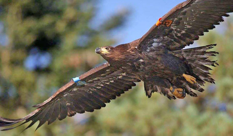 Eddie, the Glengarriff eagle, found dead on the Dingle Peninsula